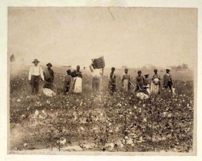 Land of cotton image. Click for full size.