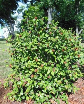 Camellia near the marker. Click for full size. Camellia near the marker image. Click for full size.