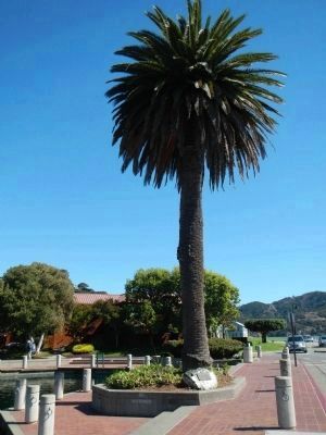 Northwestern Pacific Marker and Palm Tree. Click for full size. Northwestern Pacific Marker and Palm Tree image. Click for full size.