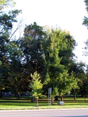 Van Buren Elm Marker image. Click for full size.