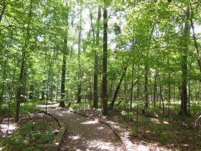 William Bartram Arboretum Trail image. Click for full size.