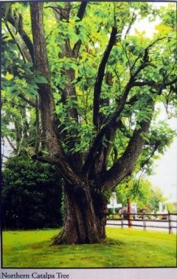 Northern Catalpa. Click for full size. Northern Catalpa image. Click for full size.