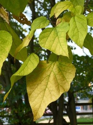 Leaves of the Northern Catalpa image. Click for full size.