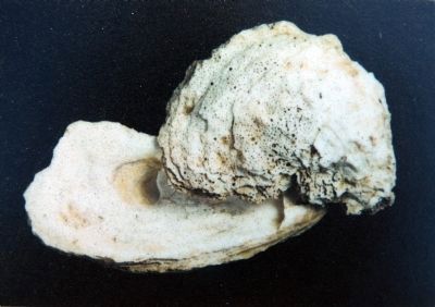 Oyster Shells (Seasonal down through the Centuries). Click for full size. Oyster Shells (Seasonal down through the Centuries) image. Click for full size.