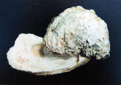 Oyster Shells (Seasonal down through the Centuries) image. Click for full size.