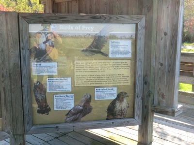 Birds of Prey-Hunters in the Sky Marker. Click for full size. Birds of Prey-Hunters in the Sky Marker image. Click for full size.
