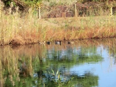 Island in the Marsh: a hummock Marker. Click for full size. Island in the Marsh: a hummock Marker image. Click for full size.