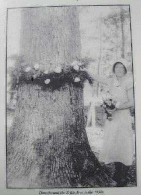 The Zollie Tree. Click for full size. The Zollie Tree image. Click for full size.
