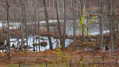 Bog Meadows. Click for full size. Bog Meadows image. Click for full size.