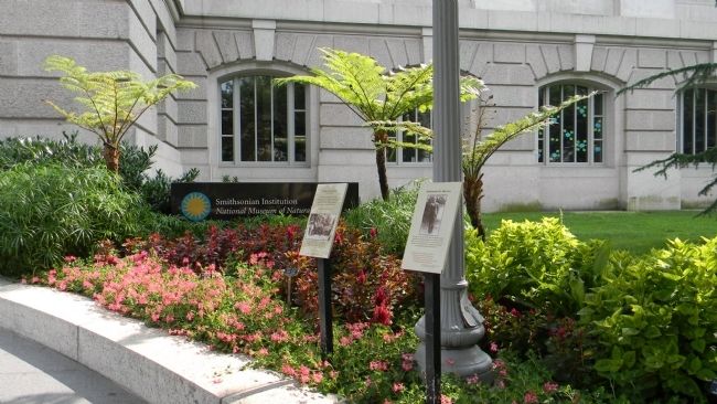 The Solomon G. Brown Marker (right), together with the Cedar of Lebanon Marker. Click for full size. The Solomon G. Brown Marker (right), together with the Cedar of Lebanon Marker image. Click for full size.
