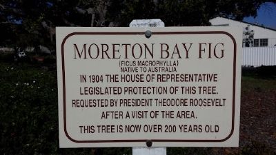 Moreton Bay Fig Marker image. Click for full size.