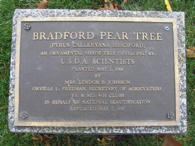 Bradford Pear Tree Marker image. Click for full size.
