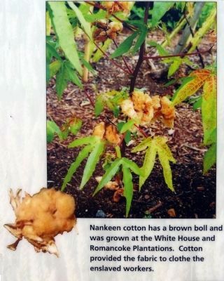 Nankeen Cotton image. Click for full size.
