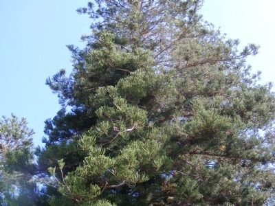 Christmas Tree image. Click for full size.