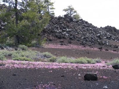 North Crater Lava Flow image. Click for full size.