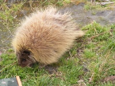 A Prickly World Marker. Click for full size. A Prickly World Marker image. Click for full size.