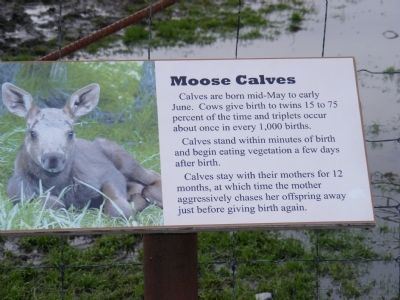 Moose Calves Marker image. Click for full size.