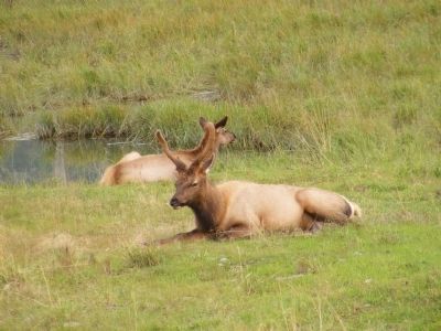 Moose Calves Marker image. Click for full size.