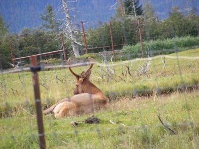 Moose Calves Marker image. Click for full size.