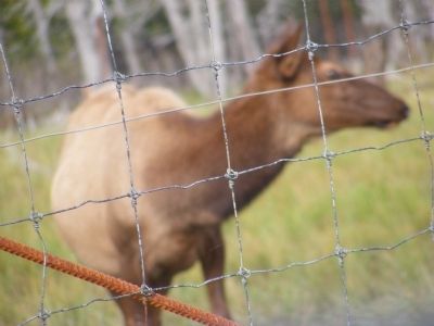 Moose Calves Marker image. Click for full size.