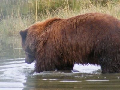 Brown Bears of AWCC Marker. Click for full size. Brown Bears of AWCC Marker image. Click for full size.