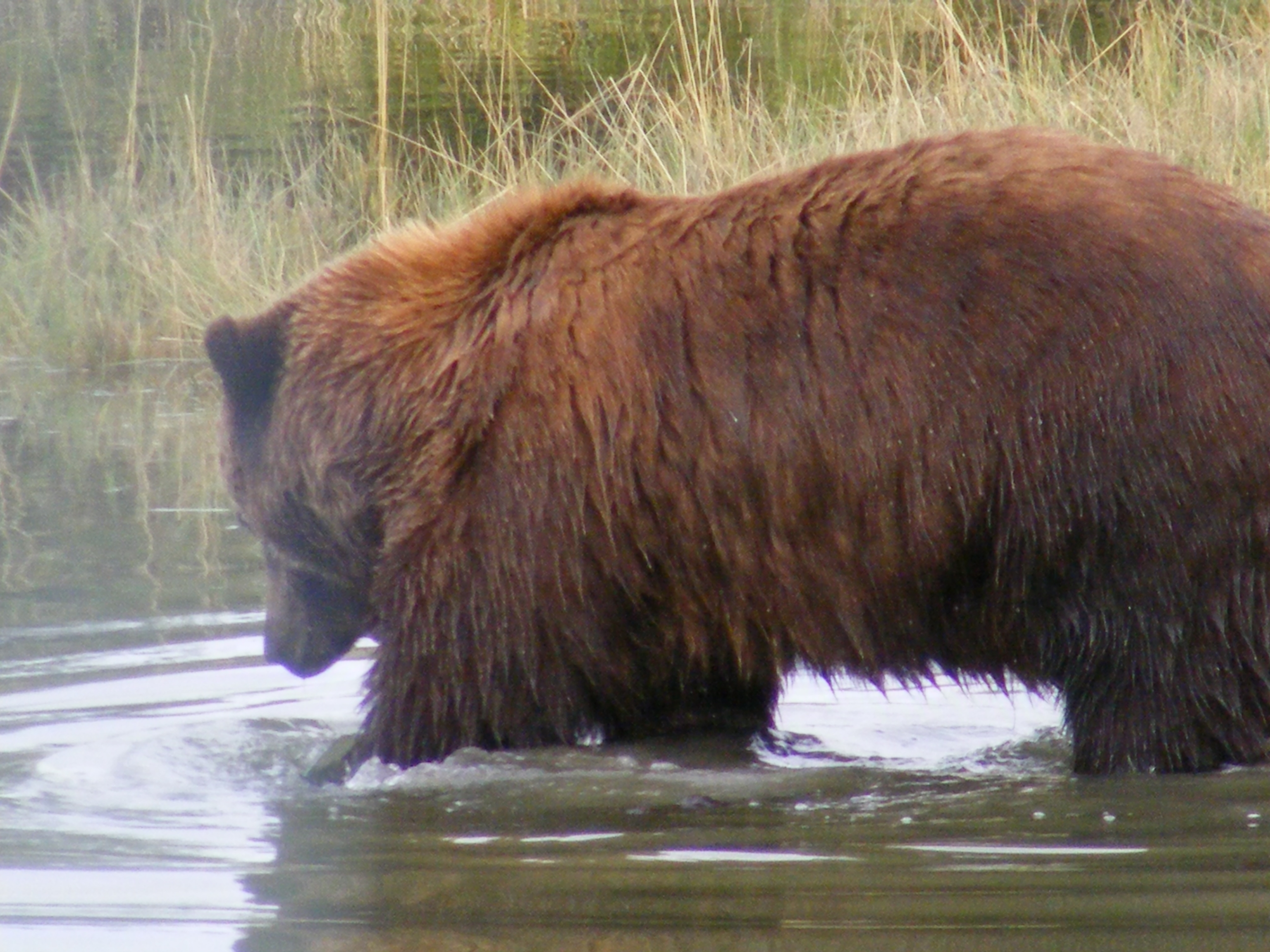Brown Bears of AWCC Marker