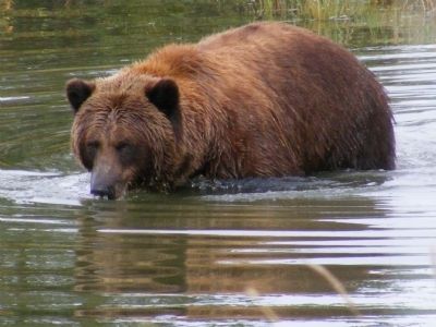 Brown Bears of AWCC Marker. Click for full size. Brown Bears of AWCC Marker image. Click for full size.