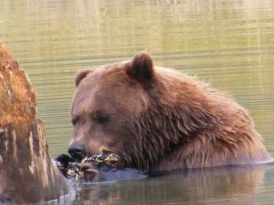 Brown Bears of AWCC Marker. Click for full size. Brown Bears of AWCC Marker image. Click for full size.