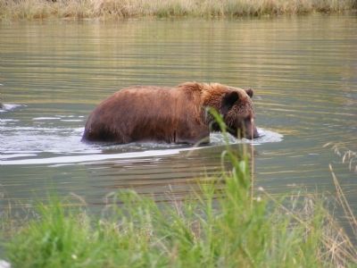 Brown Bears of AWCC Marker. Click for full size. Brown Bears of AWCC Marker image. Click for full size.