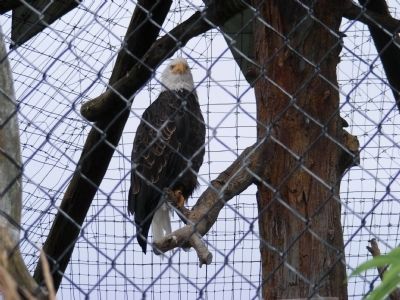 Our Living National Symbol Marker. Click for full size. Our Living National Symbol Marker image. Click for full size.