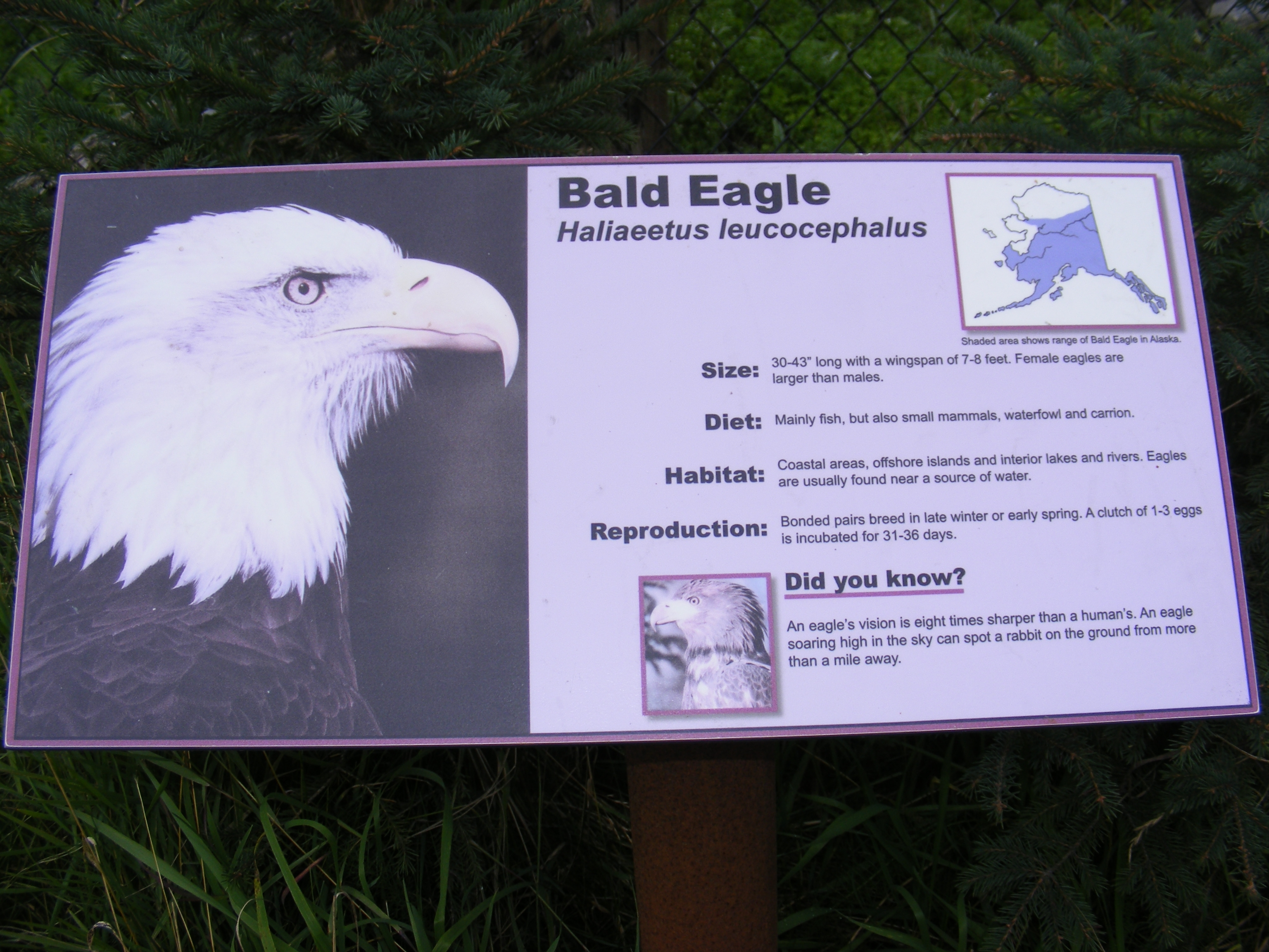 Our Living National Symbol Marker-Bald Eagle