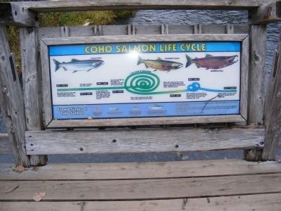 Coho Salmon Life Cycle Marker image. Click for full size.