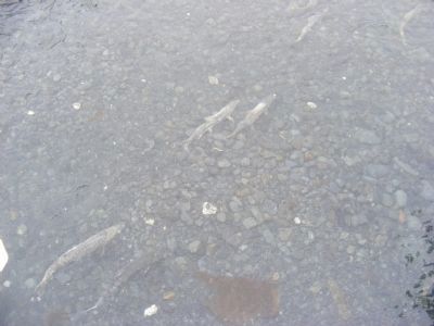 Coho Salmon in the stream. Click for full size. Coho Salmon in the stream image. Click for full size.