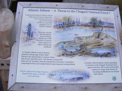 Atlantic Salmon-A Threat to the Chugach National Forest? Marker. Click for full size. Atlantic Salmon-A Threat to the Chugach National Forest? Marker image. Click for full size.