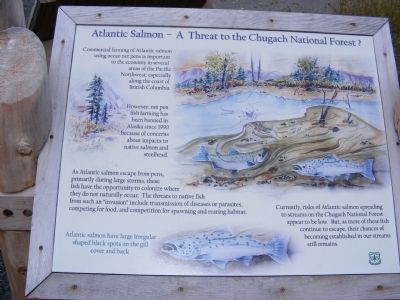 Atlantic Salmon-A Threat to the Chugach National Forest? Marker image. Click for full size.