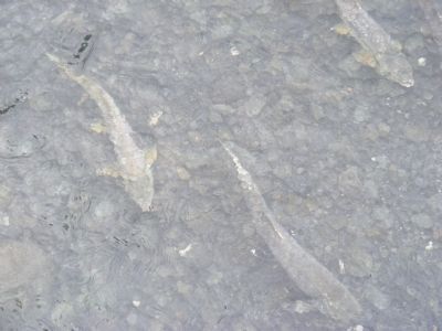 Atlantic Salmon in their stream. Click for full size. Atlantic Salmon in their stream image. Click for full size.