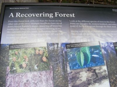 A Recovering Forest Marker image. Click for full size.