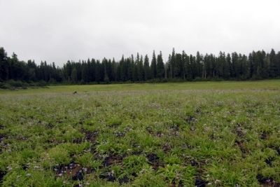 Fish Lake after its seasonal drying image. Click for full size.