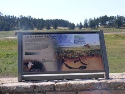 Life in a Prairie Dog Town Marker. Click for full size. Life in a Prairie Dog Town Marker image. Click for full size.