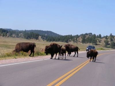 Buffalo grazing in Prairie Dog Town. Click for full size. Buffalo grazing in Prairie Dog Town image. Click for full size.