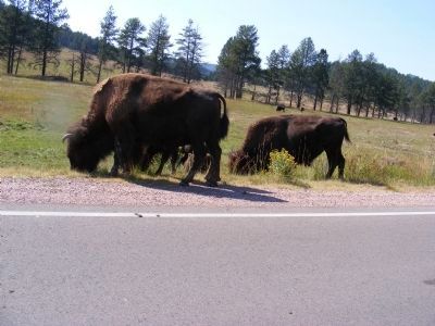 Buffalo grazing in Prairie Dog Town. Click for full size. Buffalo grazing in Prairie Dog Town image. Click for full size.