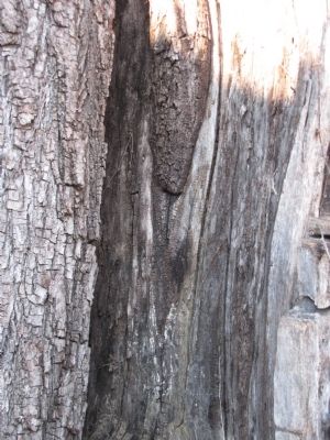 Walnut Tree image. Click for full size.