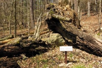 The Site of the Rocky Springs. Click for full size. The Site of the Rocky Springs image. Click for full size.