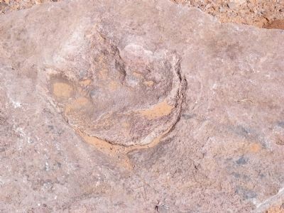 Dinosaur Footprint image. Click for full size.