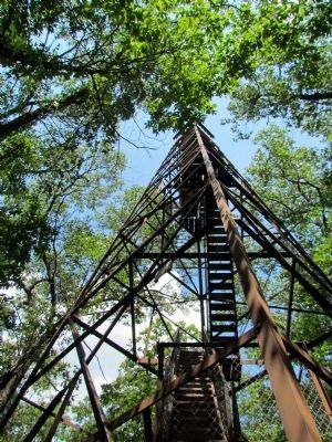 View from the Base of the Fire Tower. Click for full size. View from the Base of the Fire Tower image. Click for full size.