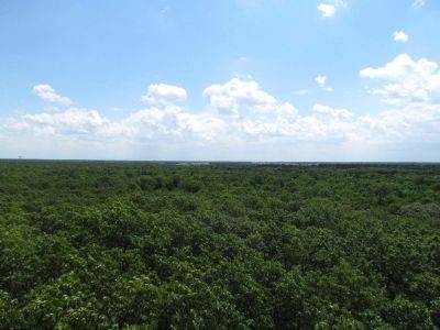 View from Top of Fire Tower. Click for full size. View from Top of Fire Tower image. Click for full size.