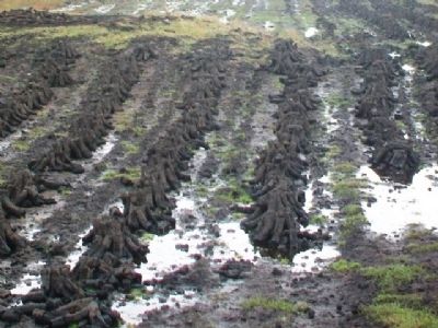 Cut Peat Drying image. Click for full size.