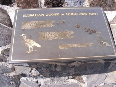 Hawaiian Goose or Nene (Nay-Nay Marker image. Click for full size.