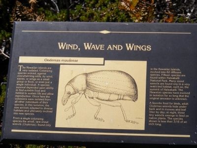 Wind, Wave and Wings-Oodemas maulense- Marker image. Click for full size.