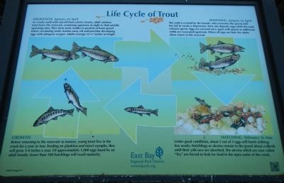 Life Cycle of Trout image. Click for full size.